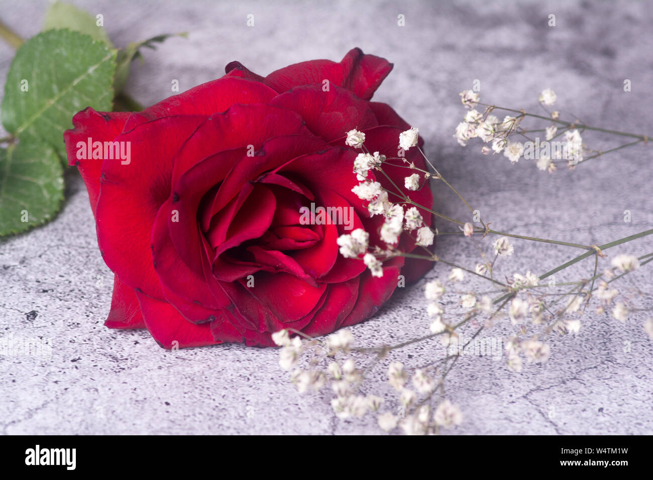 Beautiful love roses images hi-res stock photography and images - Alamy