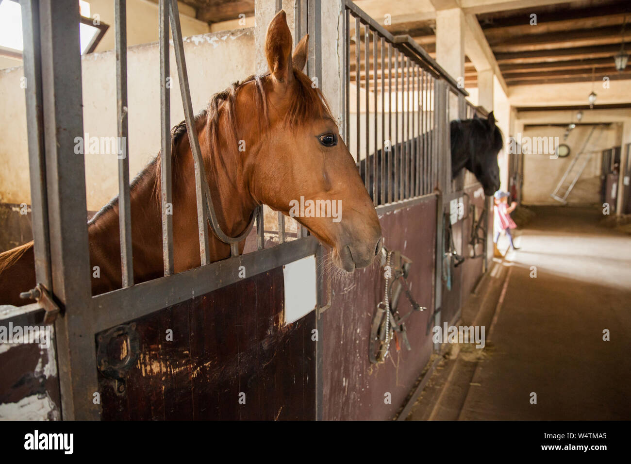 Inside stable looking out hi-res stock photography and images - Alamy