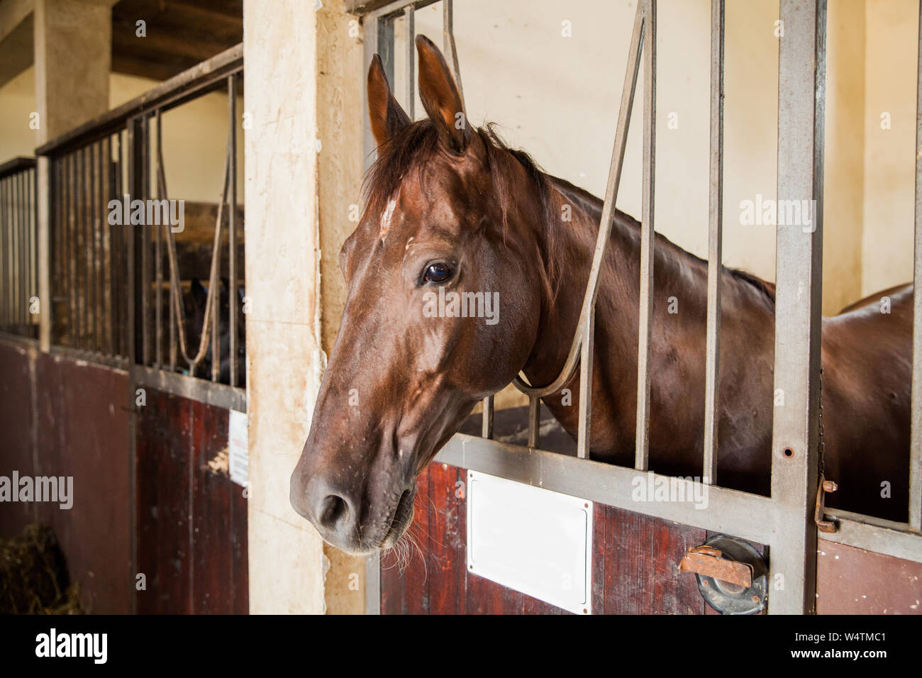 Portrait of race horse looking out of their boxes in the ranch stable , front view . Stock Photo
