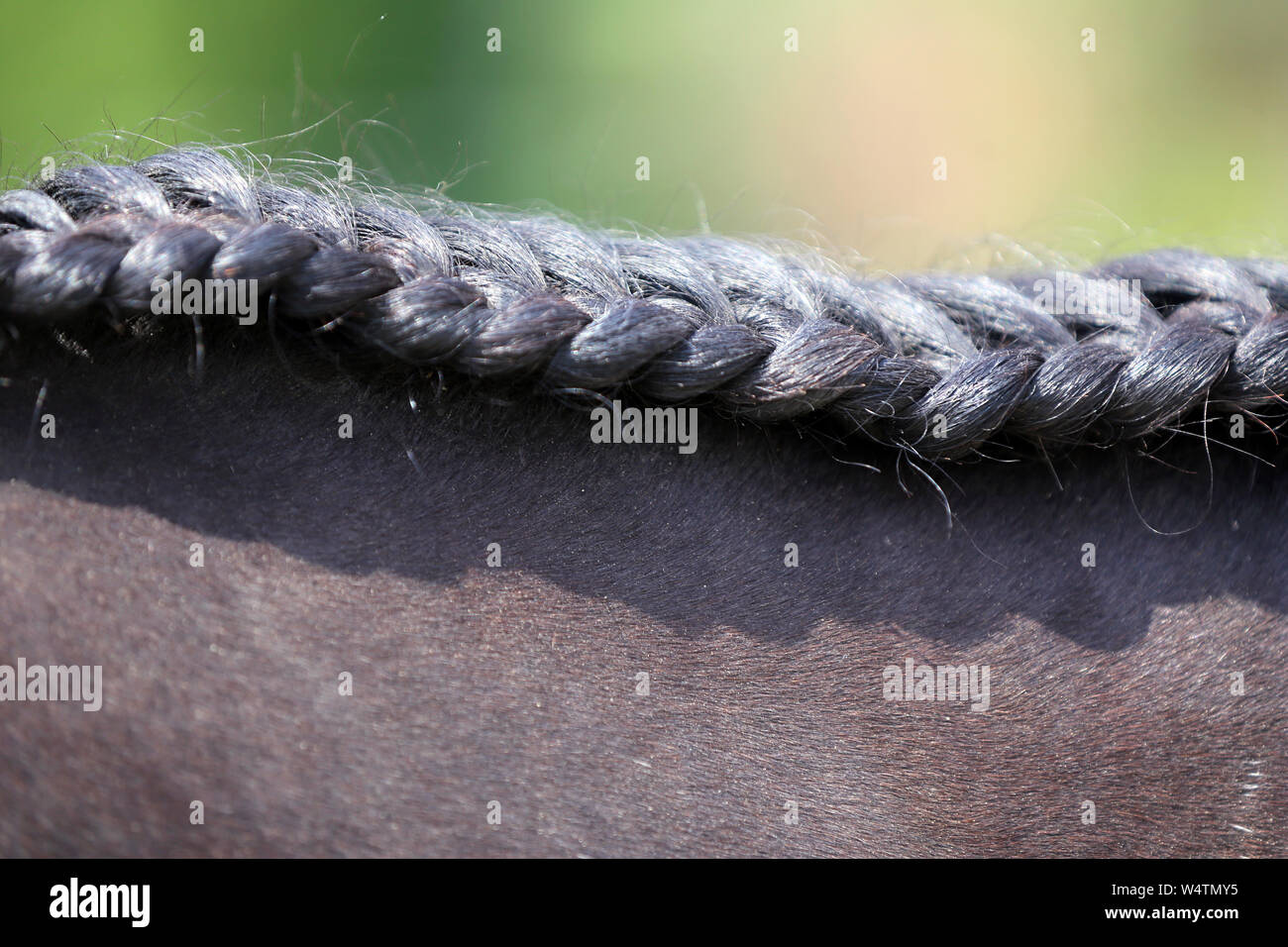 Horse Mane Braiding Stock Photos & Horse Mane Braiding Stock Images Alamy