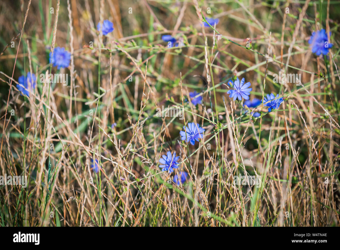 Blue flowers of chicory grow on a summer meadow. Common chicory ...