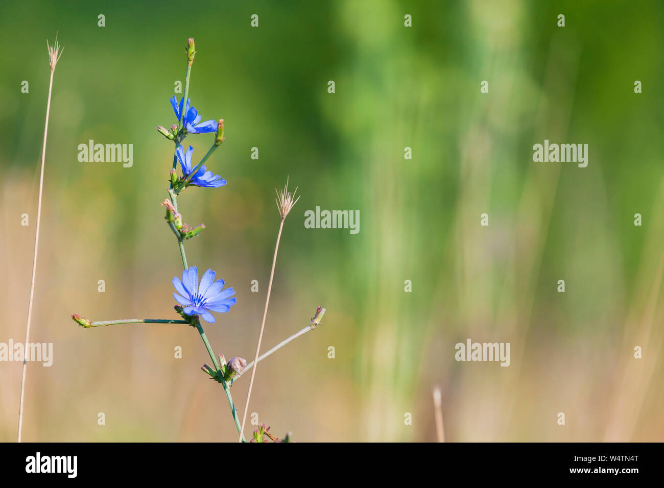 Blue chicory flowers grow on a summer meadow. Common chicory, Cichorium ...
