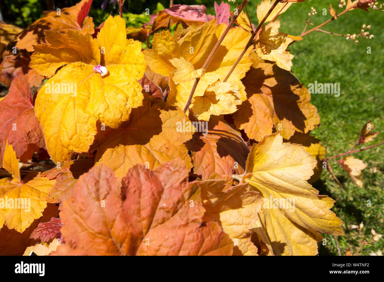 Heuchera To Southern Comfort Stock Photos Heuchera To Southern