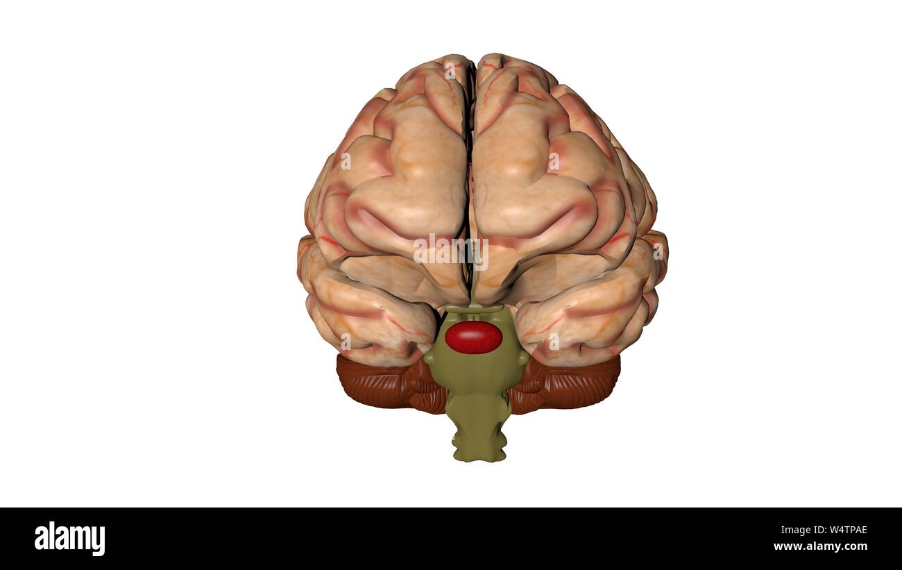 Human brain isolated on a colored background. Anatomical 3D model of ...
