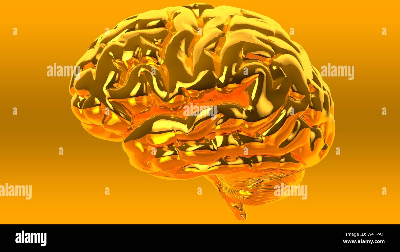 Human brain isolated on a colored background. Anatomical 3D model of ...