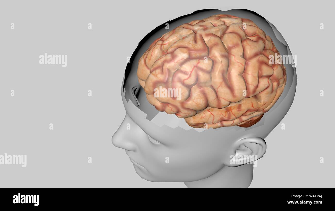 Human brain isolated on a colored background. Anatomical 3D model of ...
