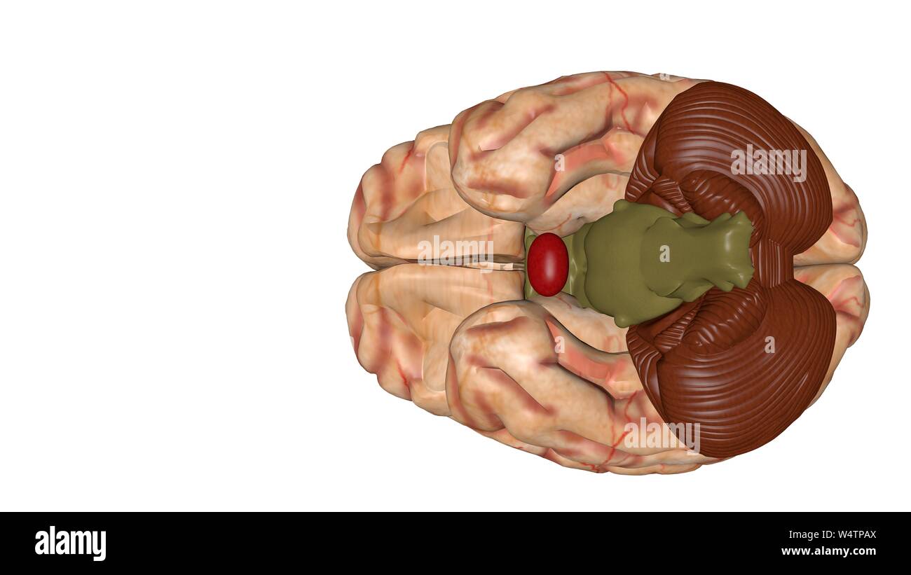 Human brain isolated on a colored background. Anatomical 3D model of ...