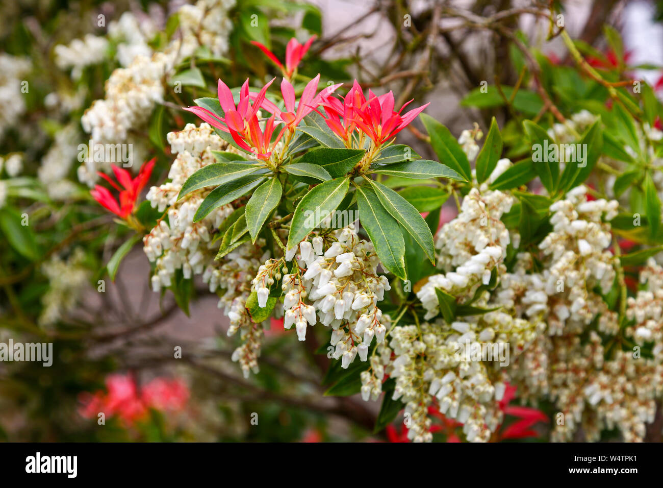 The white flower racemes and red new growth shoots of  young leaves of Pieris japonica 'Forest Flame' flowering shrub Stock Photo