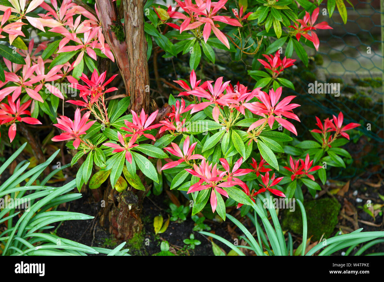 The white flower racemes and red new growth shoots of  young leaves of Pieris japonica 'Forest Flame' flowering shrub Stock Photo