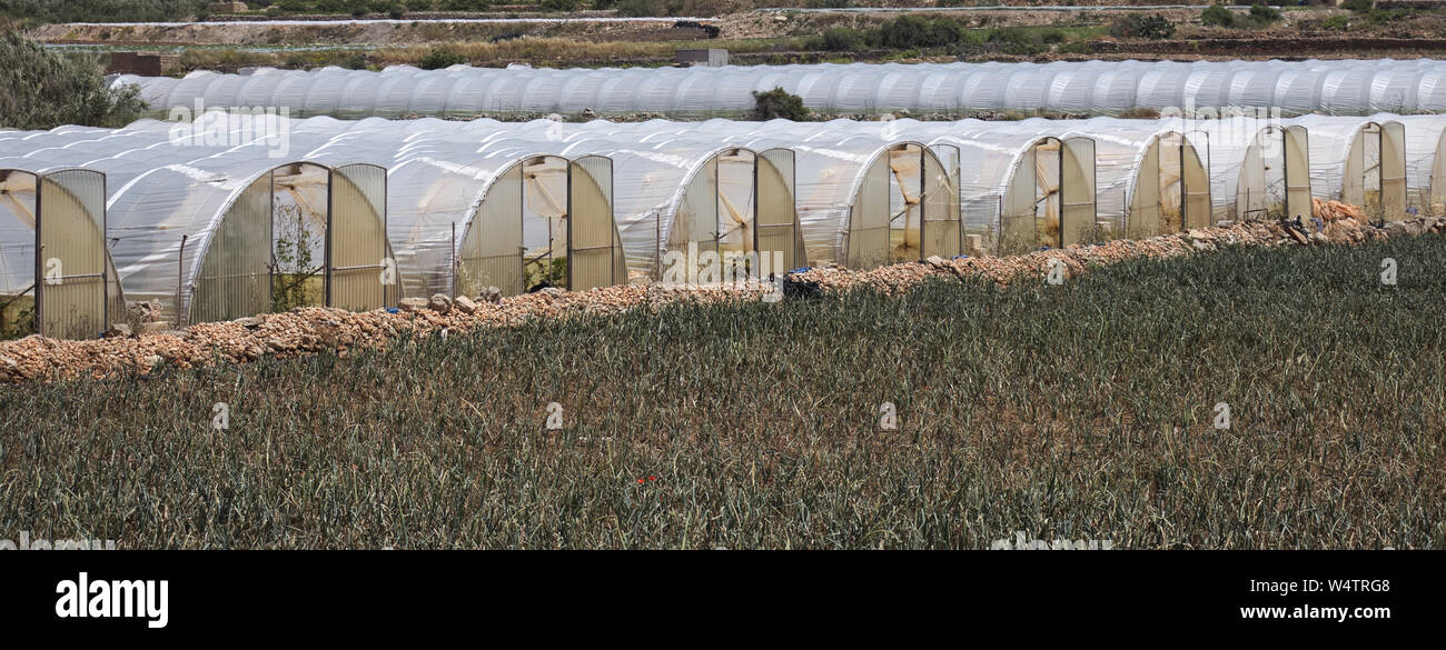 Array of plastic tunnel greenhouses with field of young vegetables in front against a blue sky. Stock Photo
