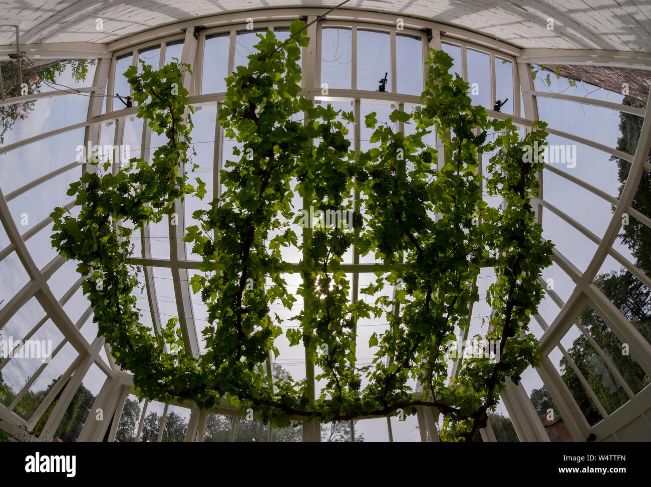 Ceiling with vines hires stock photography and images Alamy