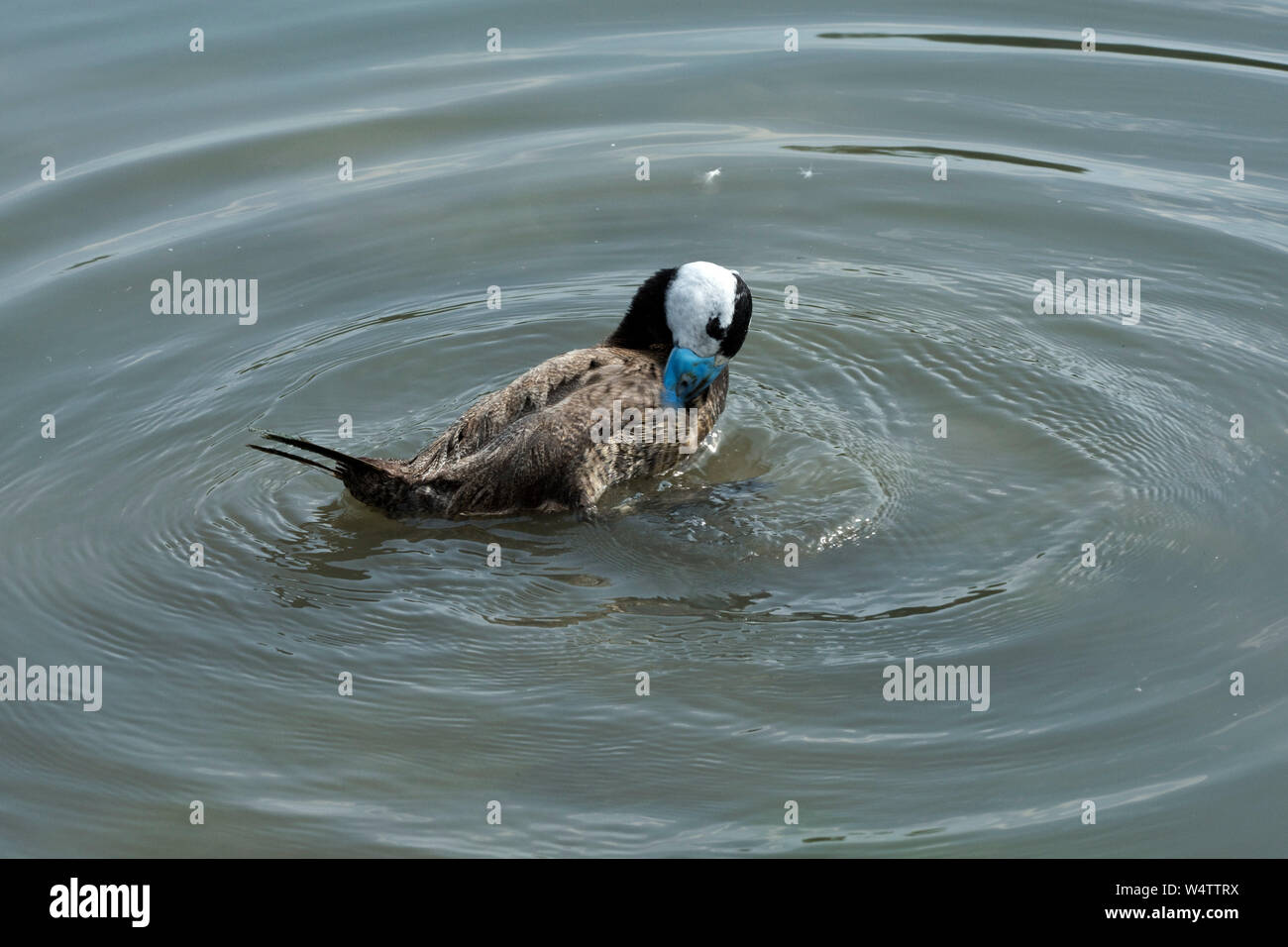 White-headed duck (Oxyura leucocephala) male duck with white head, black crown and blue bill preening its feathers at Arundel Wetland Centre, July Stock Photo