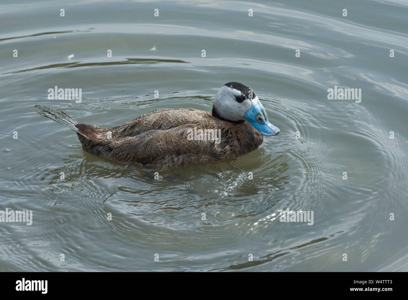 White-headed duck (Oxyura leucocephala) male duck with white head, black crown and blue bill at Arundel Wetland Centre, July Stock Photo