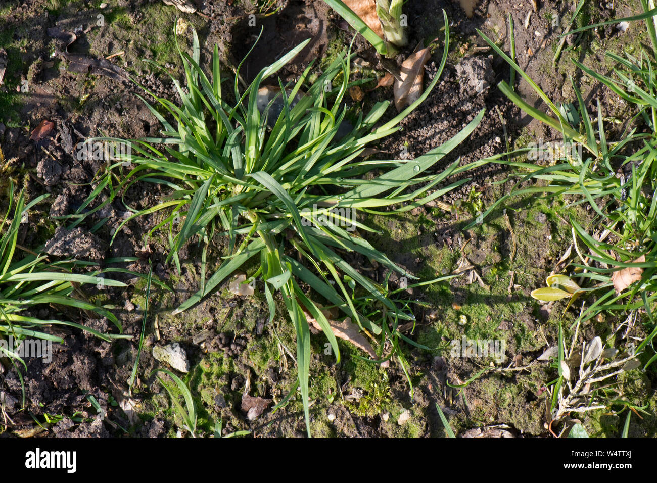 Annual meadow-grass (Poa annua) prostrate plant with tillers in a garden flower bed, Berkshire, April Stock Photo