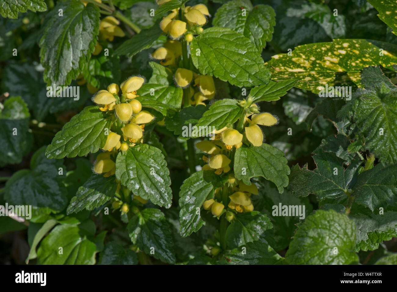 Variegated yellow archangel (Lamiastrum galeobdolon ssp. argentatum 'Variegatum') flowering non-native invasive garden plant. Stock Photo