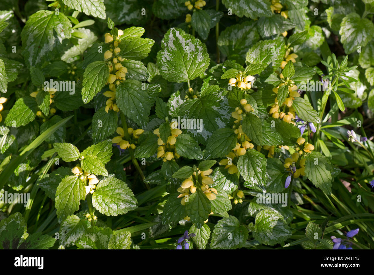 Variegated yellow archangel (Lamiastrum galeobdolon ssp. argentatum 'Variegatum') flowering non-native invasive garden plant. Stock Photo