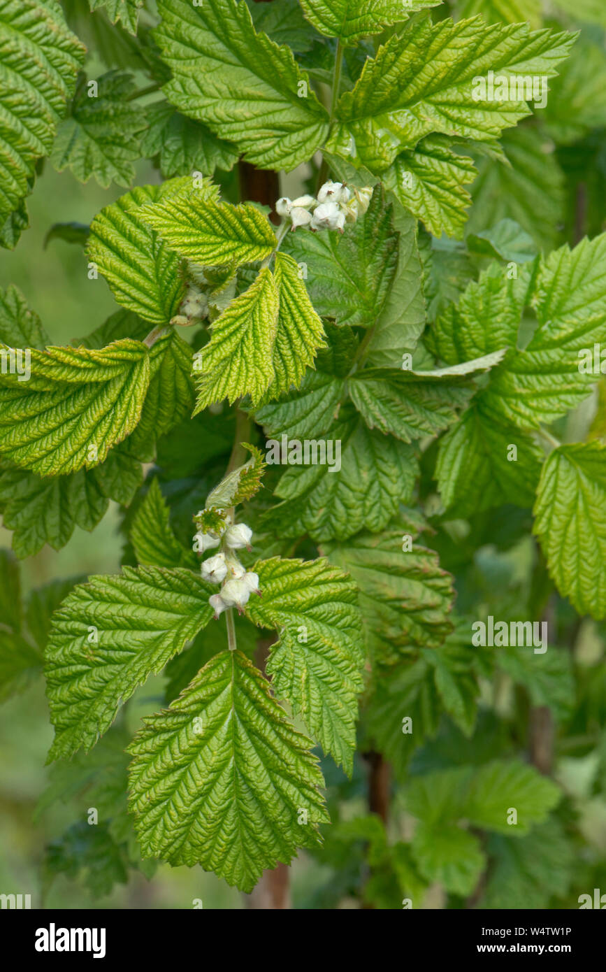 Young raspberry leaves and early flower buds on supported soft fruit plants in a garden, Berkshire, April Stock Photo