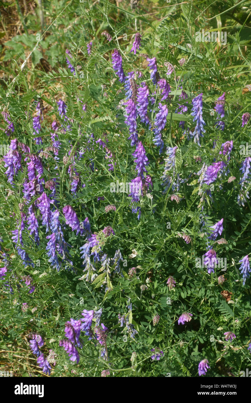 Tufted or bird vetch (Vicia cracca) in blue purple flower among chalk