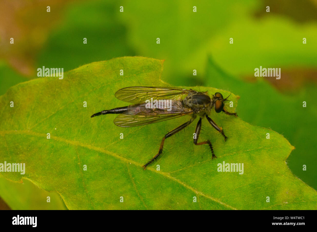 Biting fly hires stock photography and images Alamy