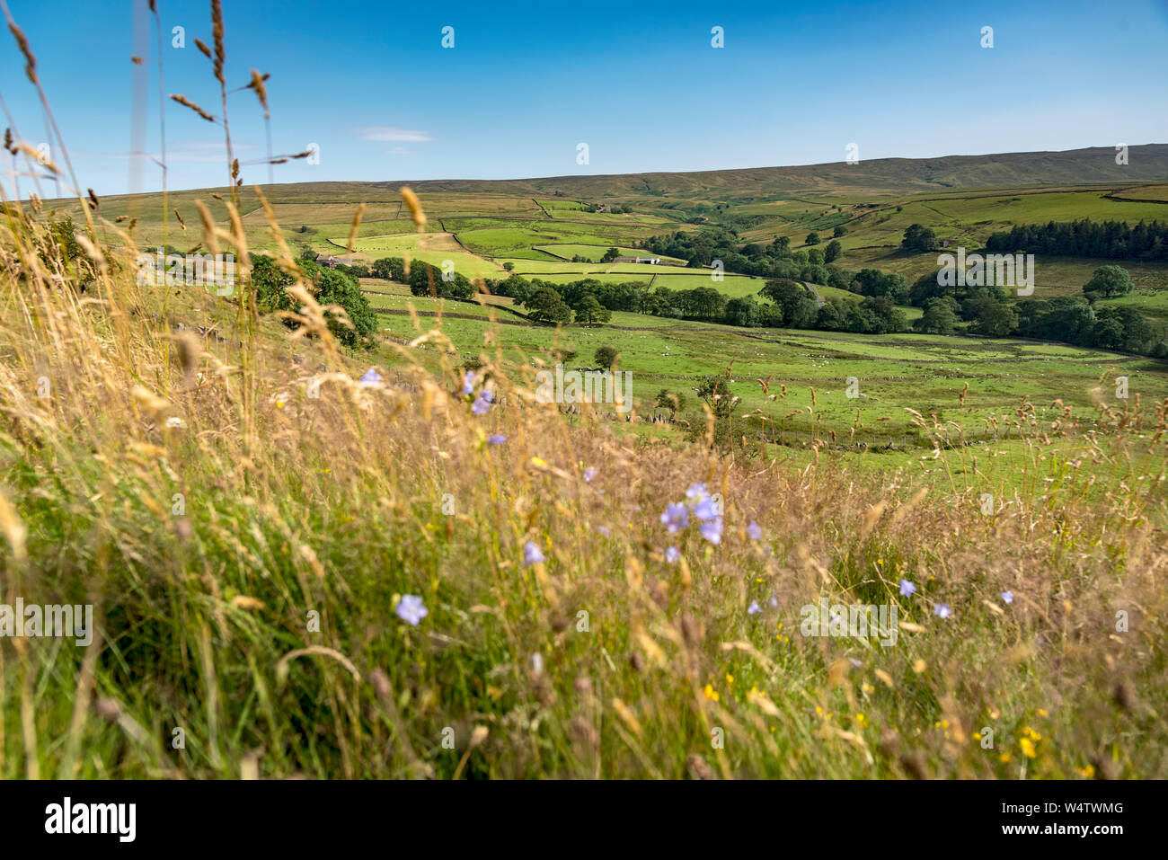 The Fells at Wycoller Lancashire. Wildflowers Stock Photo