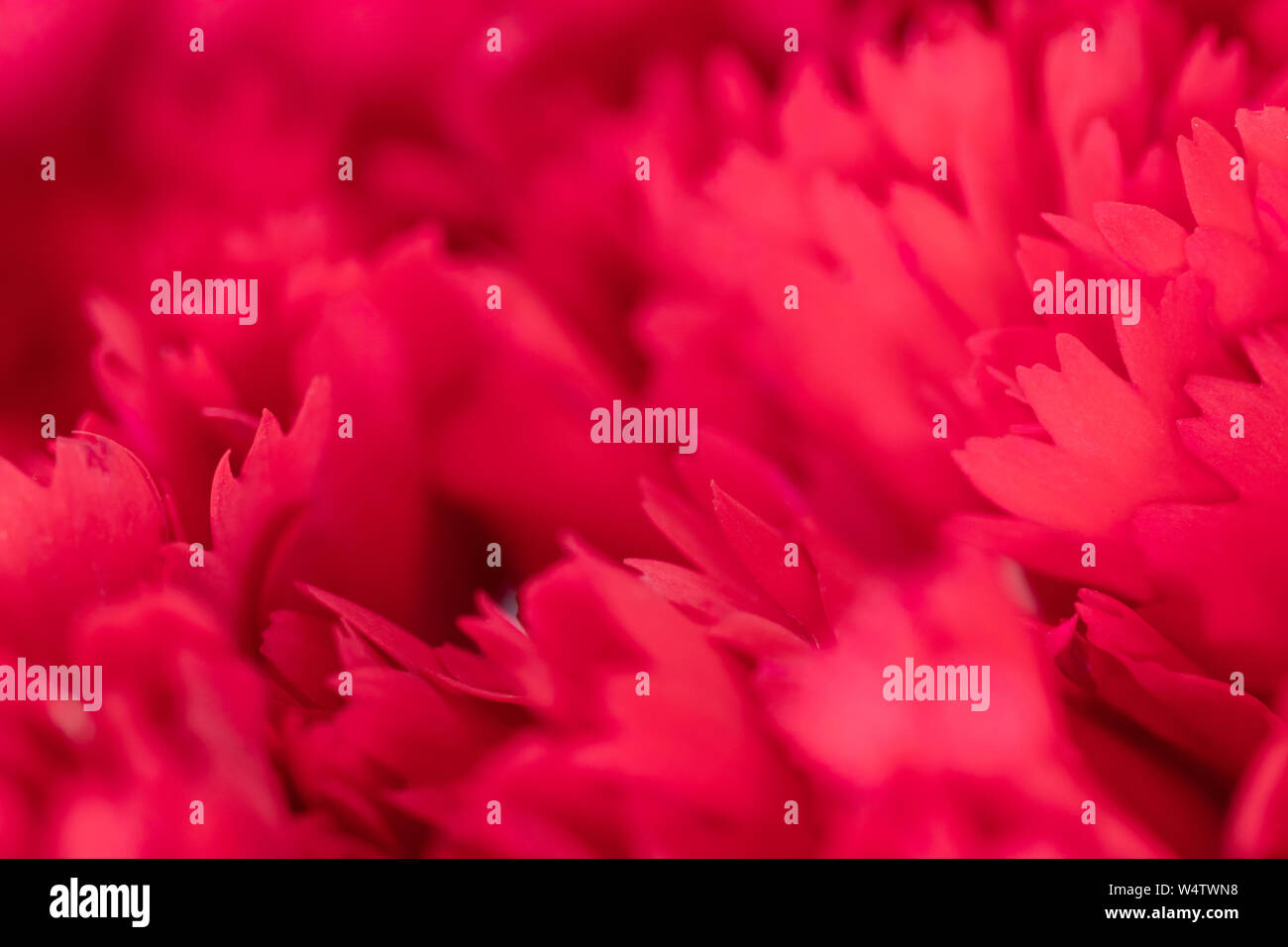 close up of soft red petal of flower , selective focus. flower texture and background Stock Photo