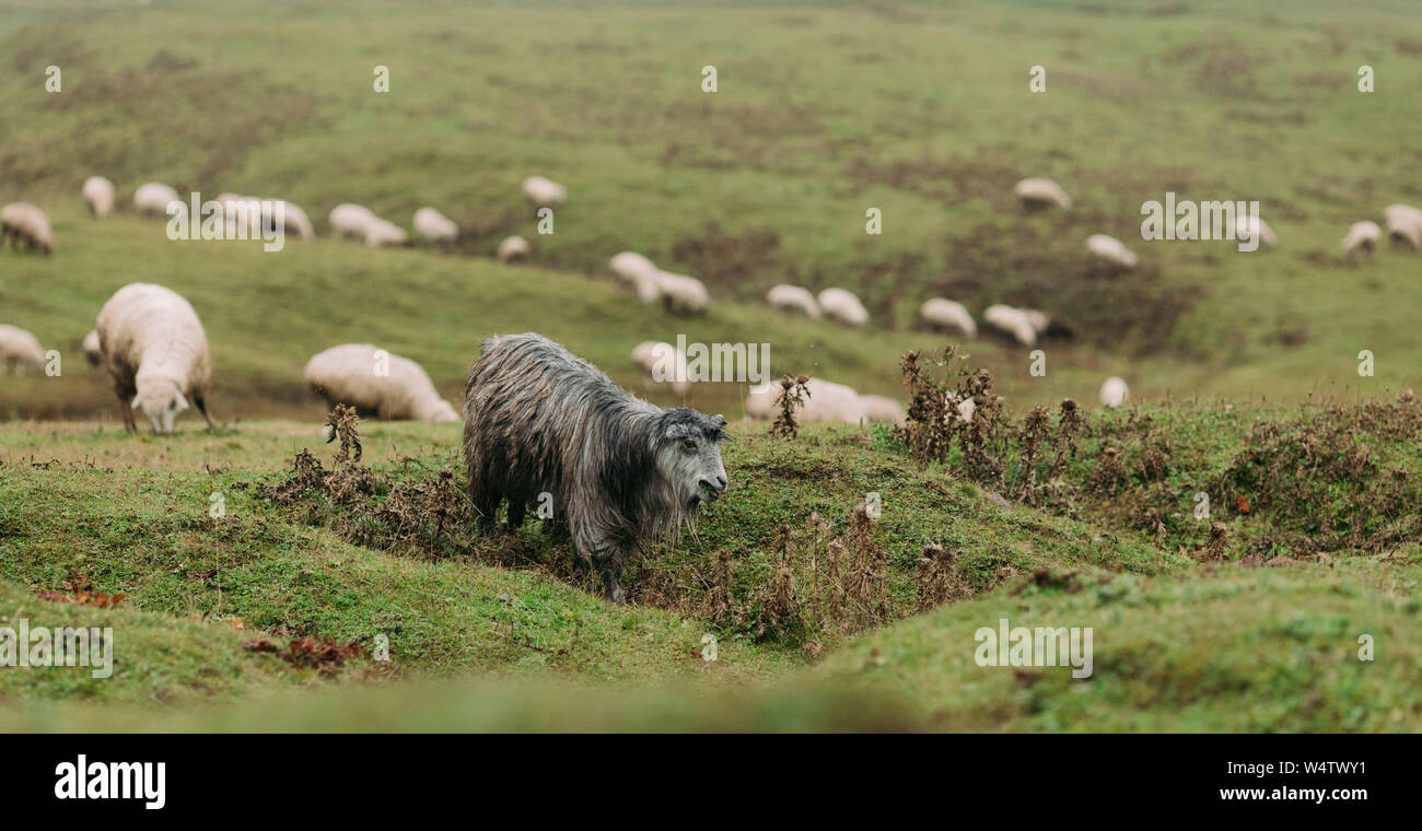 herd of sheep grazing on green meadows in the mountains of the Caucasus ...