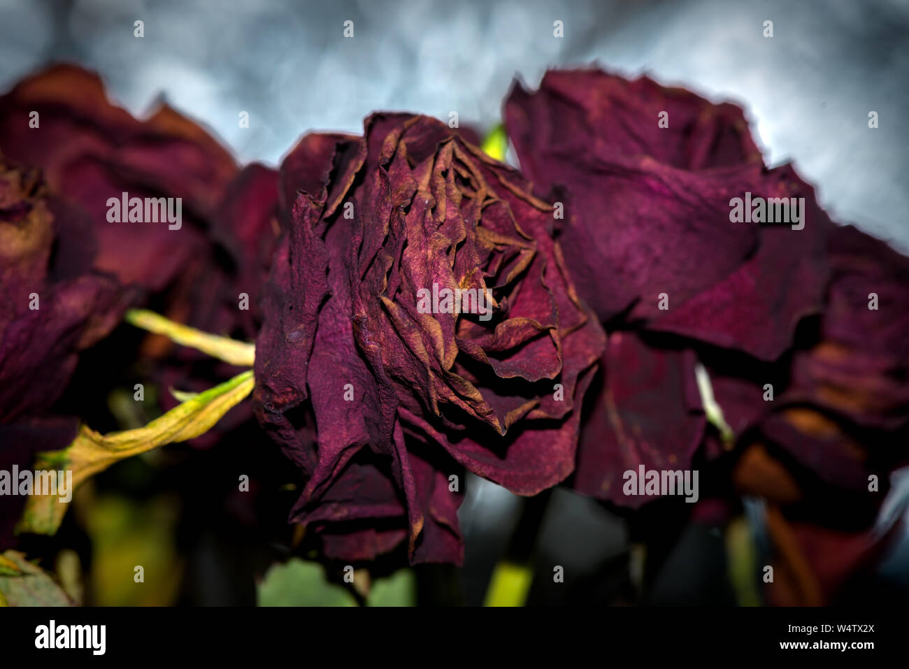 Dried flowers detailed macro photography. Useful as a decoration for ...