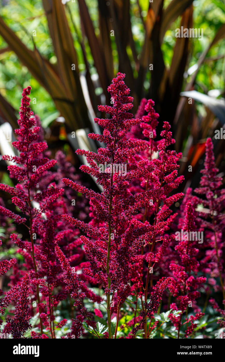 The flowers of a red Astilbe Stock Photo