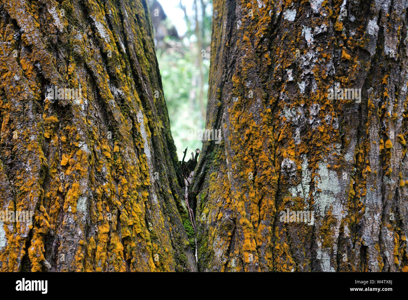 Tree bark texture with detail of moss. Wood textured background with green moss. Stock Photo