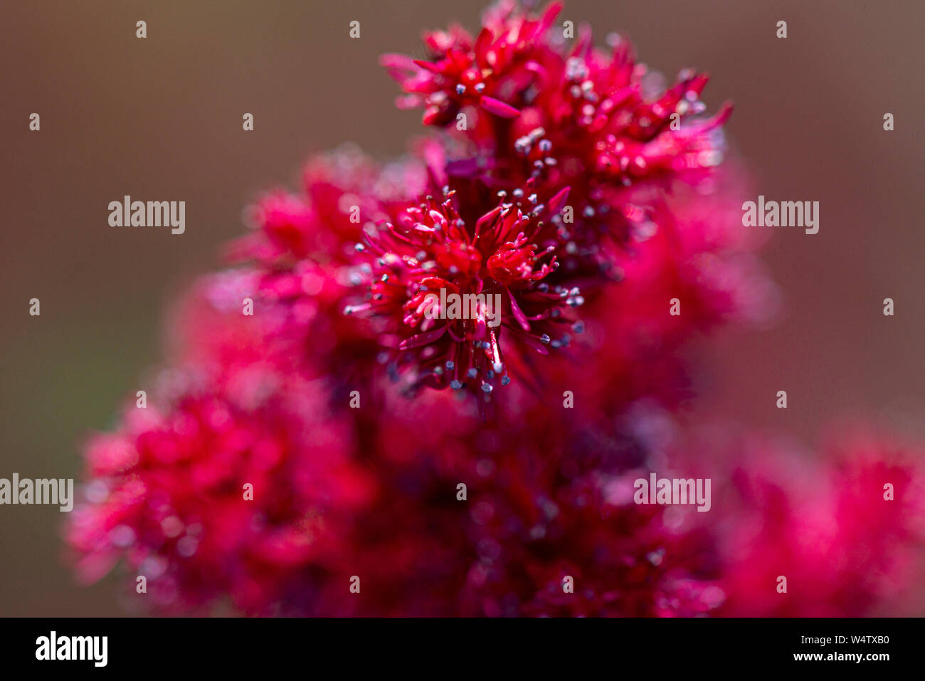 A close up of the flowers of a red Astilbe Stock Photo