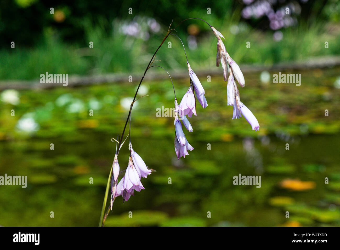 The flowers of an angel's fishing rod (Dierama pulcherrimum) Stock Photo