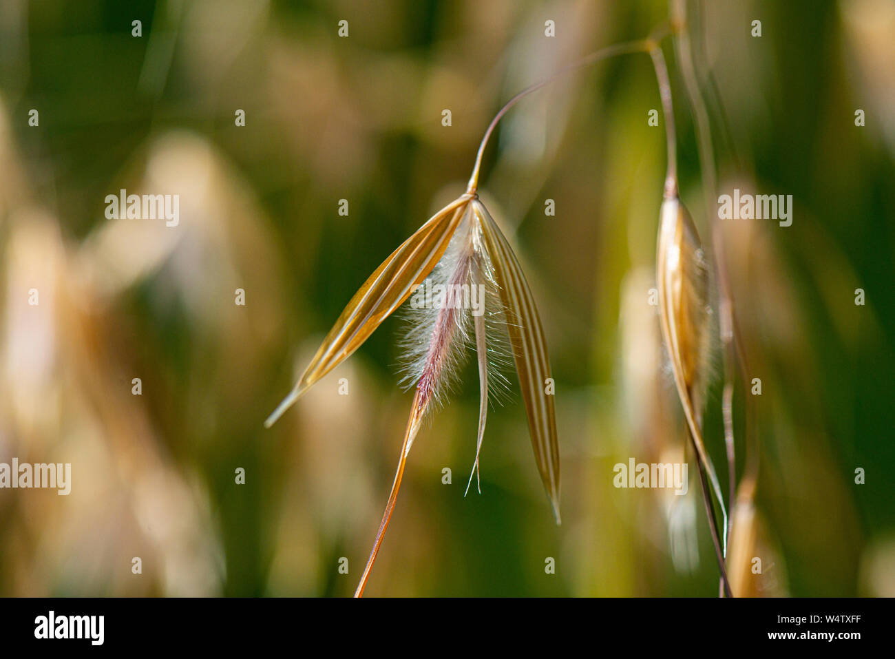 A close up golden oats (Stipa gigantea) ornamental grass Stock Photo
