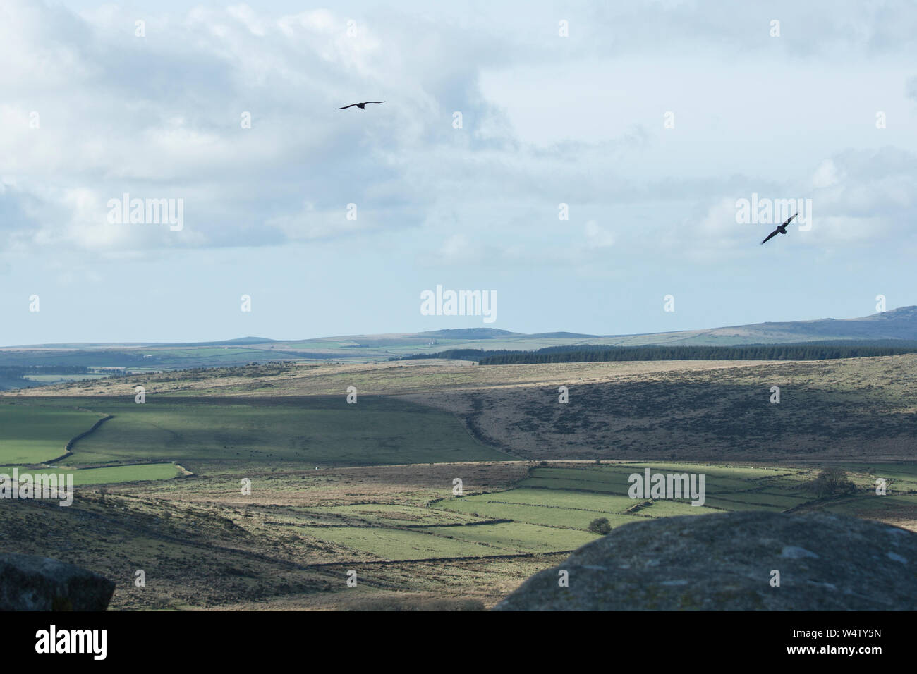 Two Ravens Fly Near Stowes Hill (The Cheesering) With Bodmin Moor in the Background, Bodmin Moor, Cornwall, UK Stock Photo