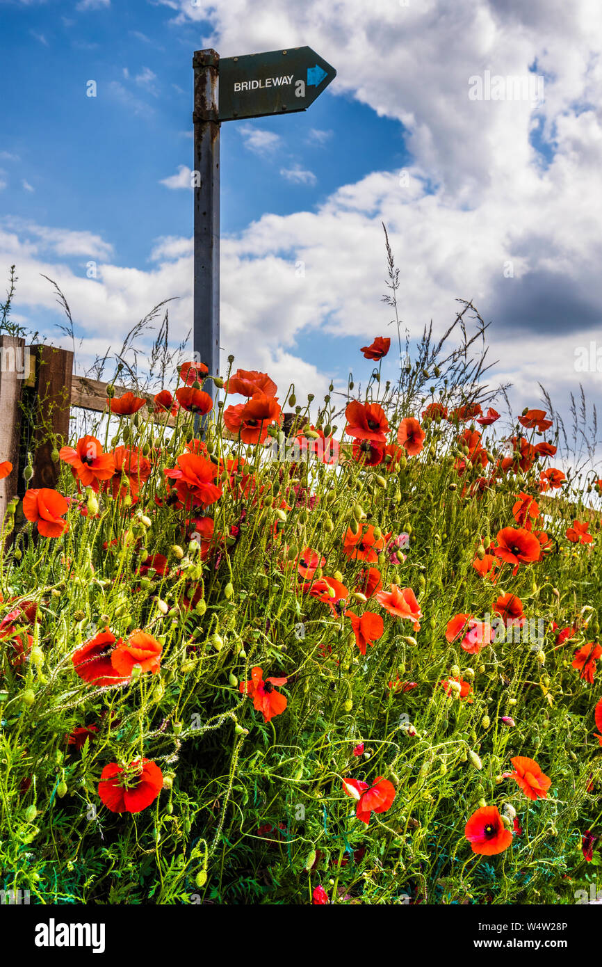 Backlit poppies (Papaver rhoeas) and a Bridleway sign in the summer countryside. Stock Photo