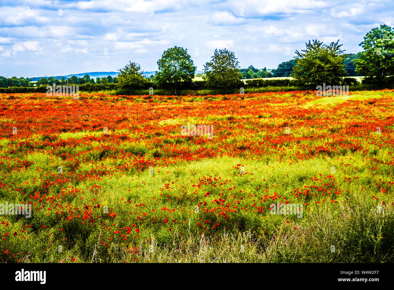 A field of red poppies (Papaver rhoeas) in the summer countryside in Oxfordshire. Stock Photo