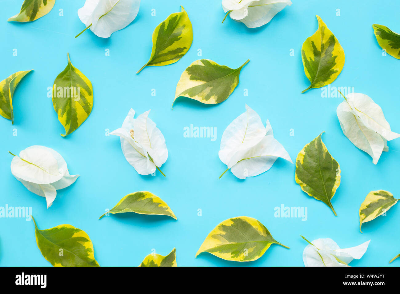 Beautiful white bougainvillea flower  with leaves on blue background. Top view Stock Photo