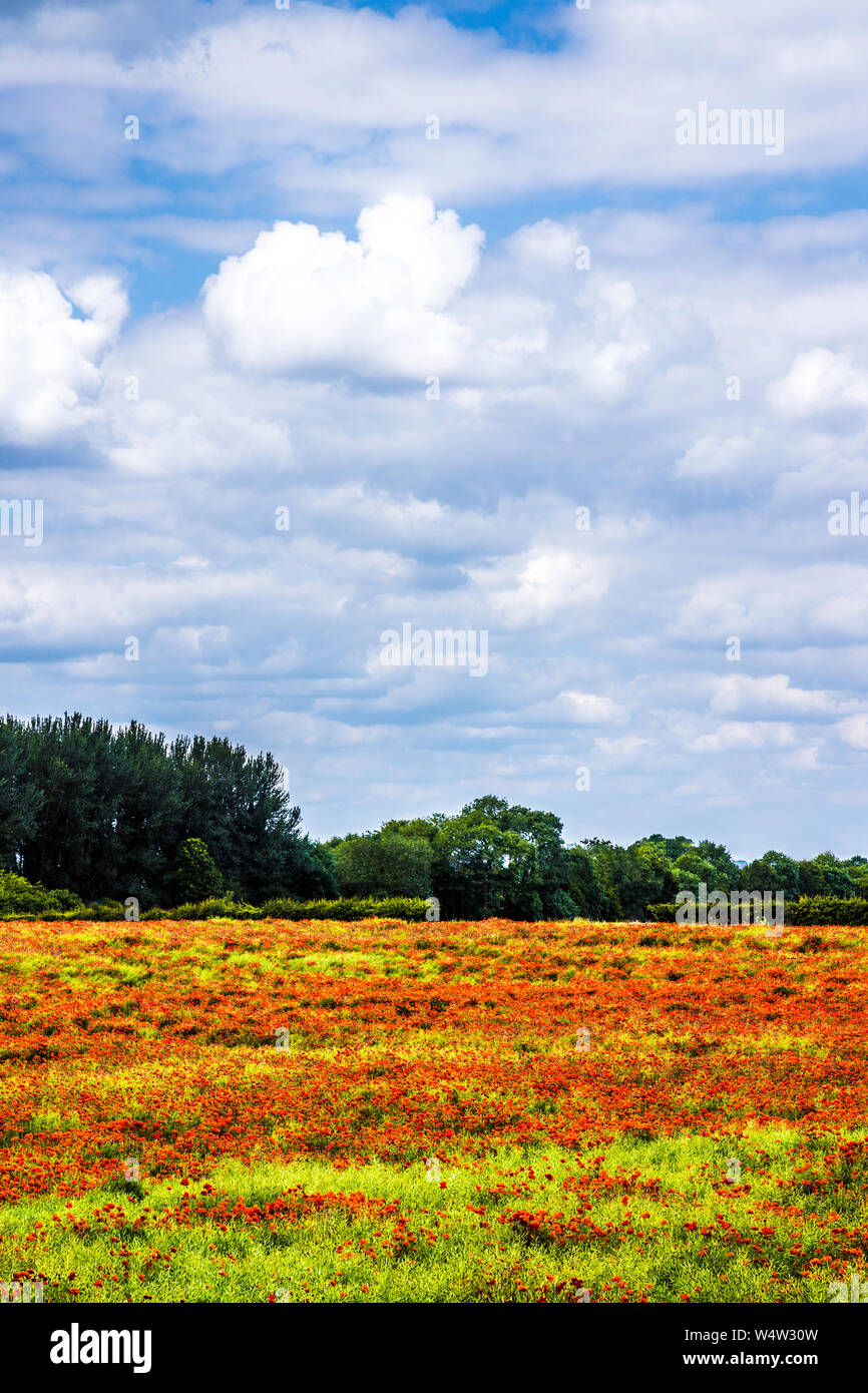A field of red poppies (Papaver rhoeas) in the summer countryside in Oxfordshire. Stock Photo