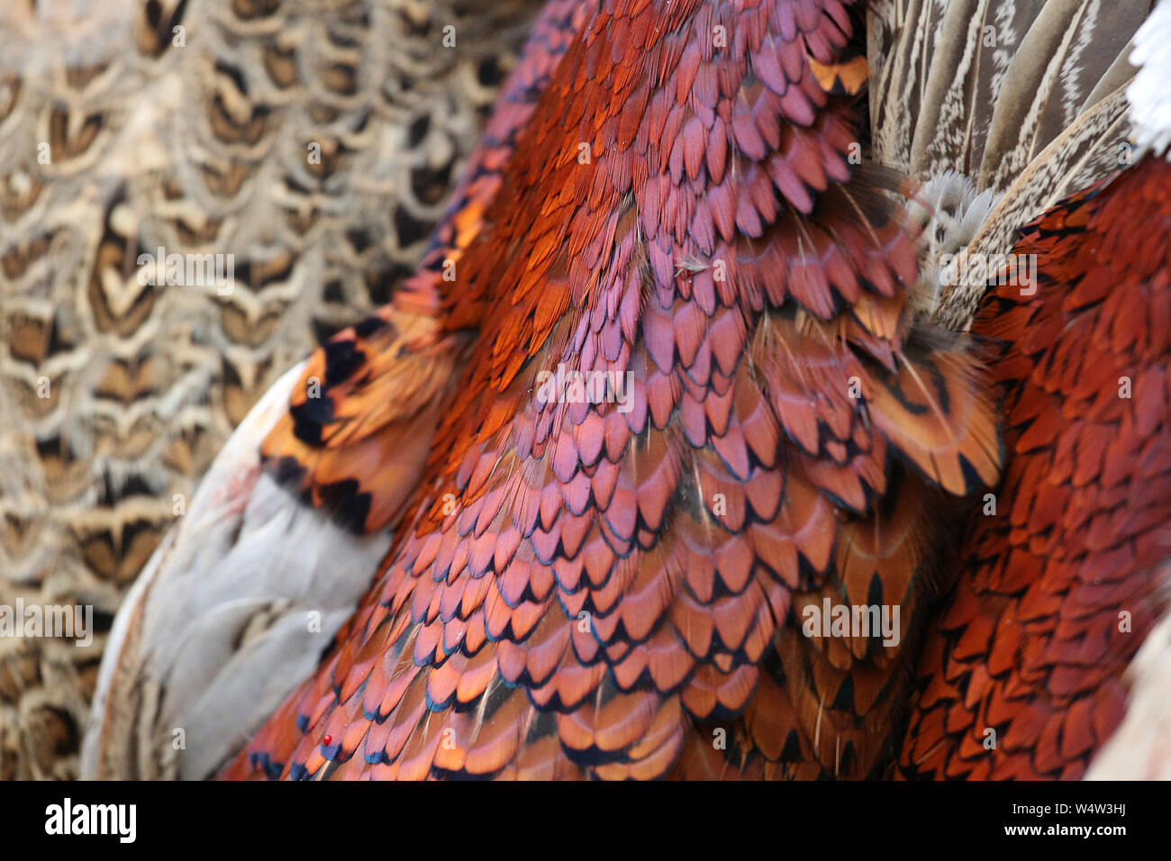 Close Up View of the Plumage of Shot Pheasants Stock Photo