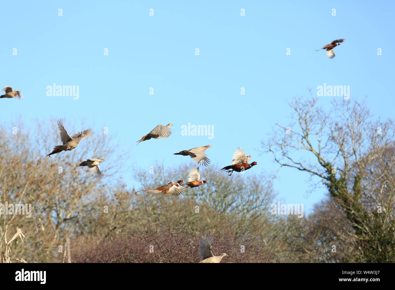 A Large Flush of Pheasants Stock Photo