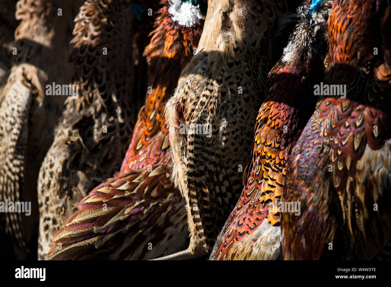 Close up of Shot Pheasants, Deep Shadows Stock Photo