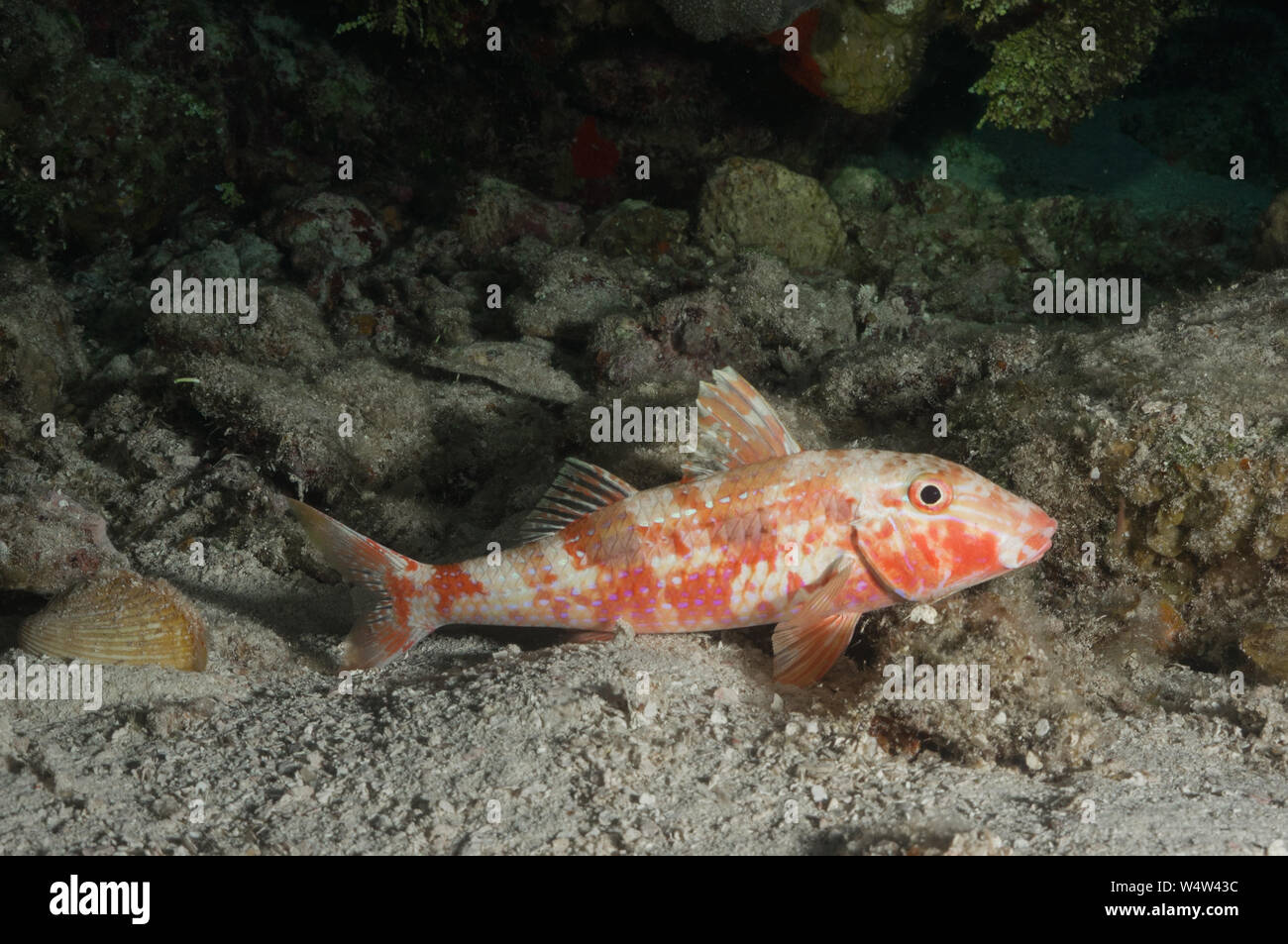 spotted goatfish Stock Photo