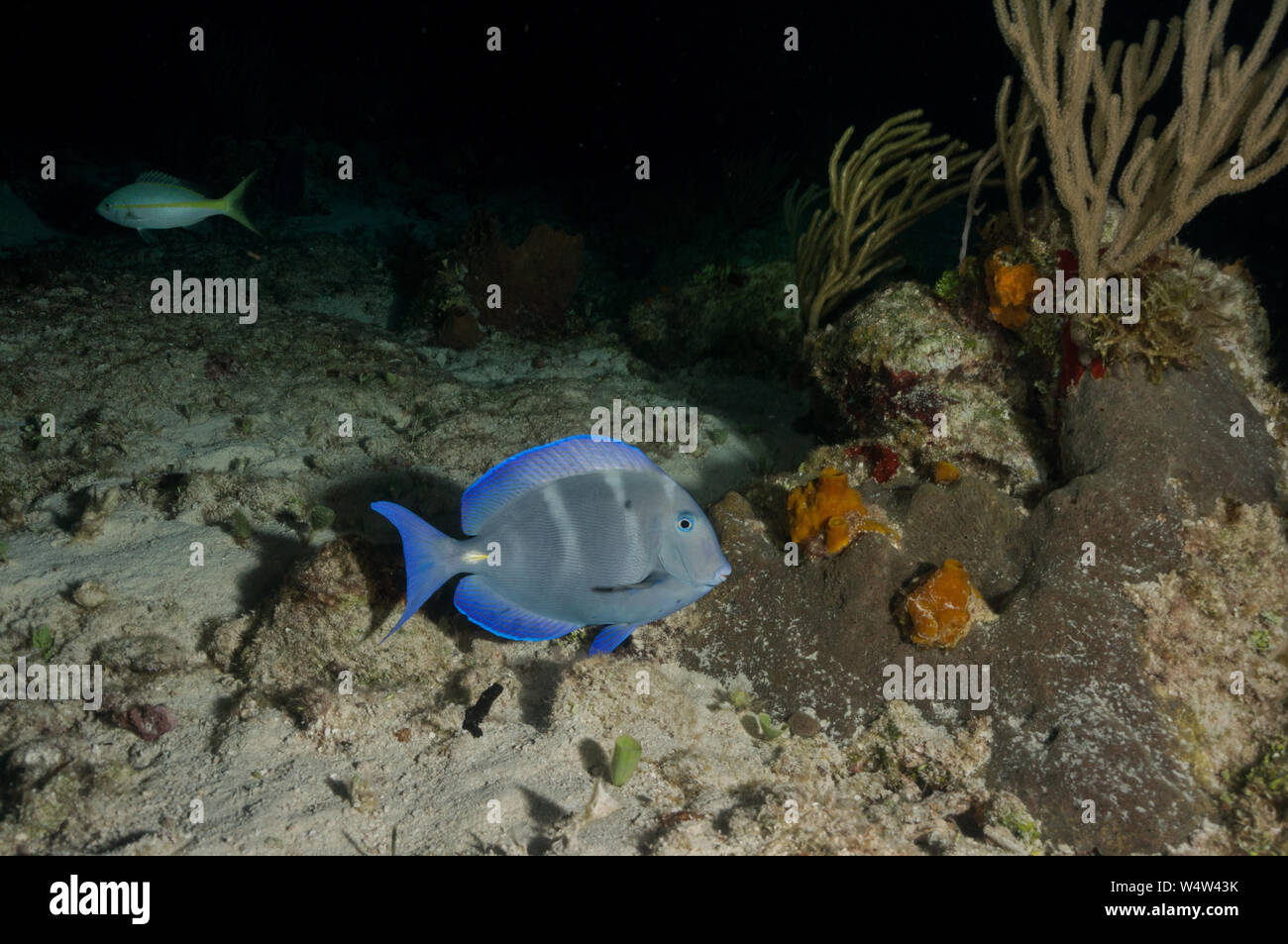 Blue tang fish caribbean hi-res stock photography and images - Alamy