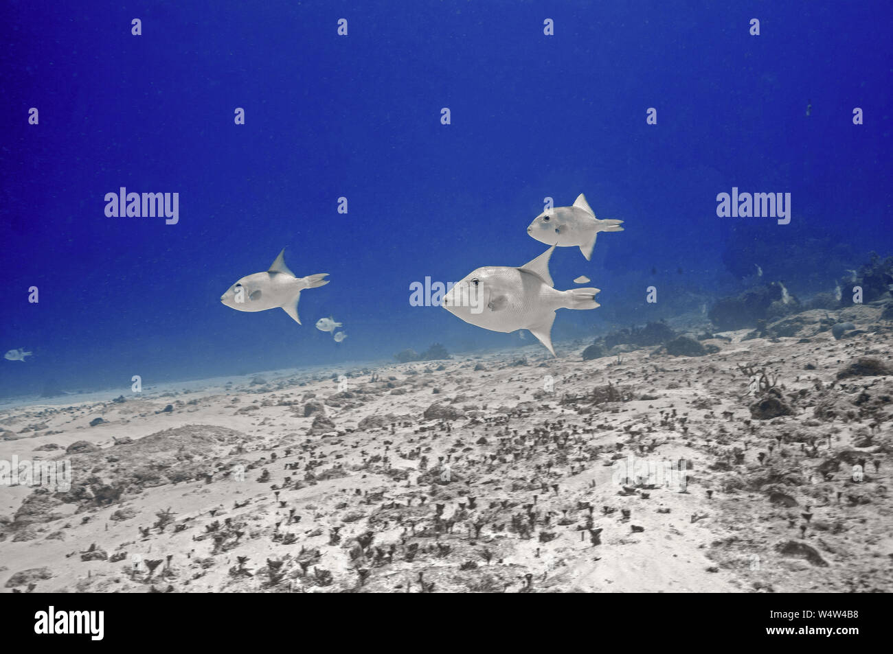 Photos of ocean hi-res stock photography and images - Alamy