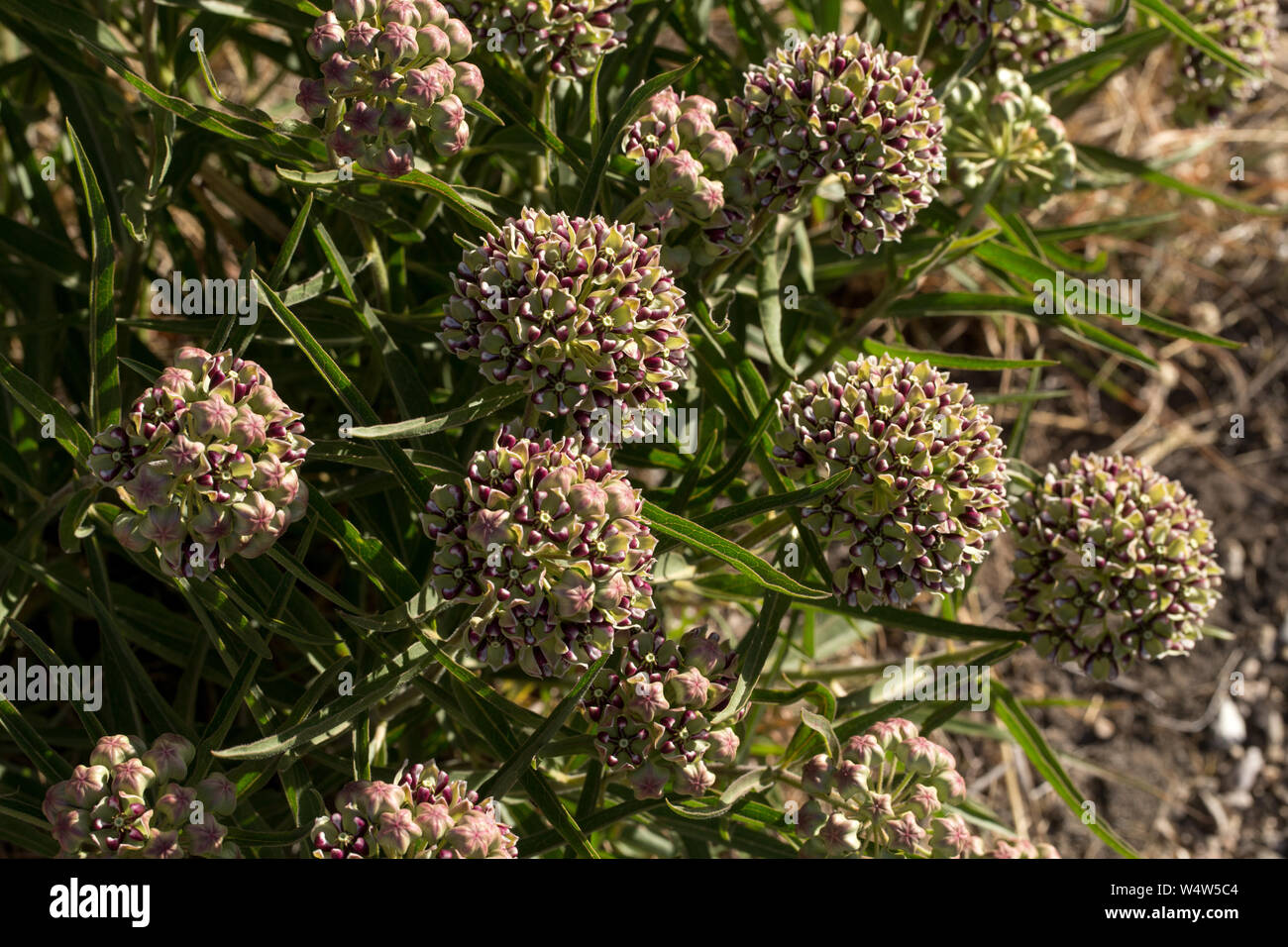 Antelope horn milkweeds bloom along roadsides during the early spring in the Chihuahuan Desert. Stock Photo
