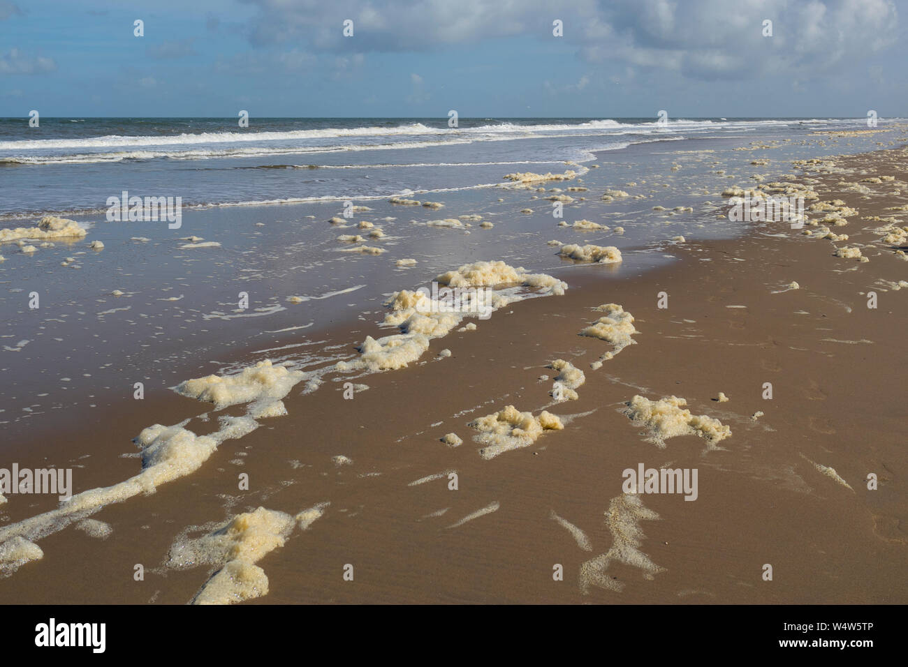 Phaeocystis, clade of algae, along the North sea on the beach Stock Photo