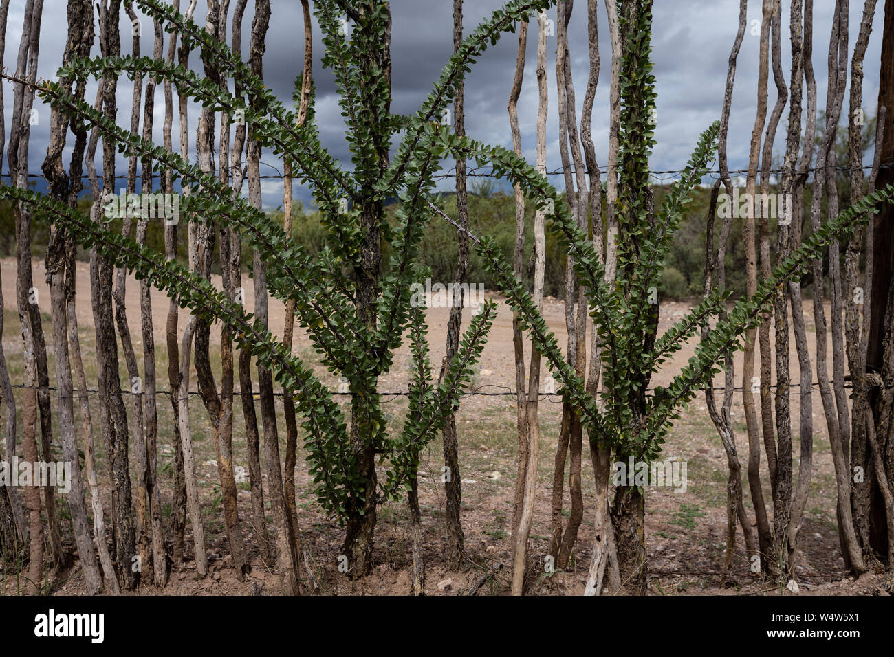 Ocotillo canes, cut and woven into a fence, set roots and continue to