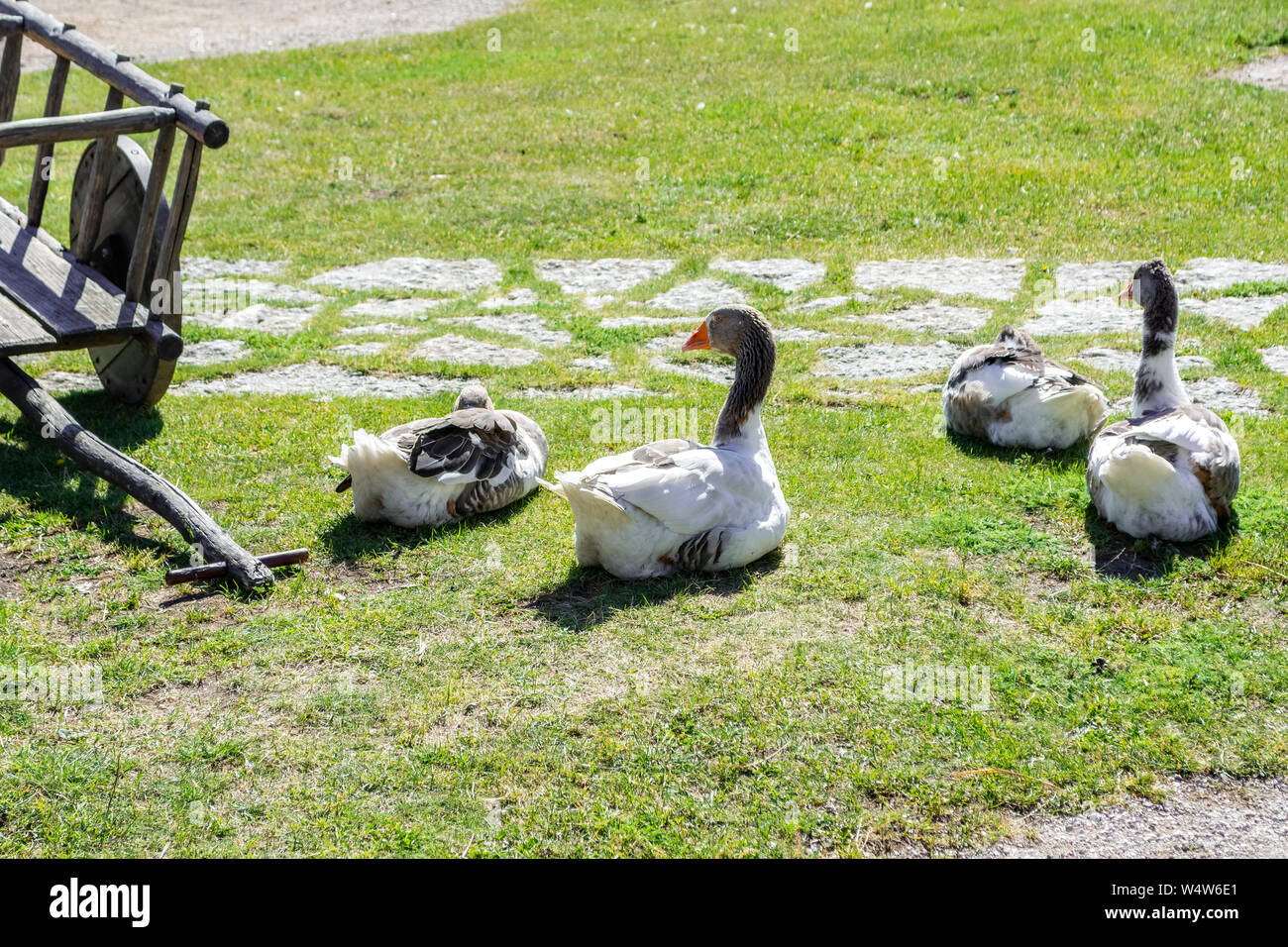 Family of domestic geese grazing on the lawn in the courtyard of the old castle in Rakvere. Stock Photo