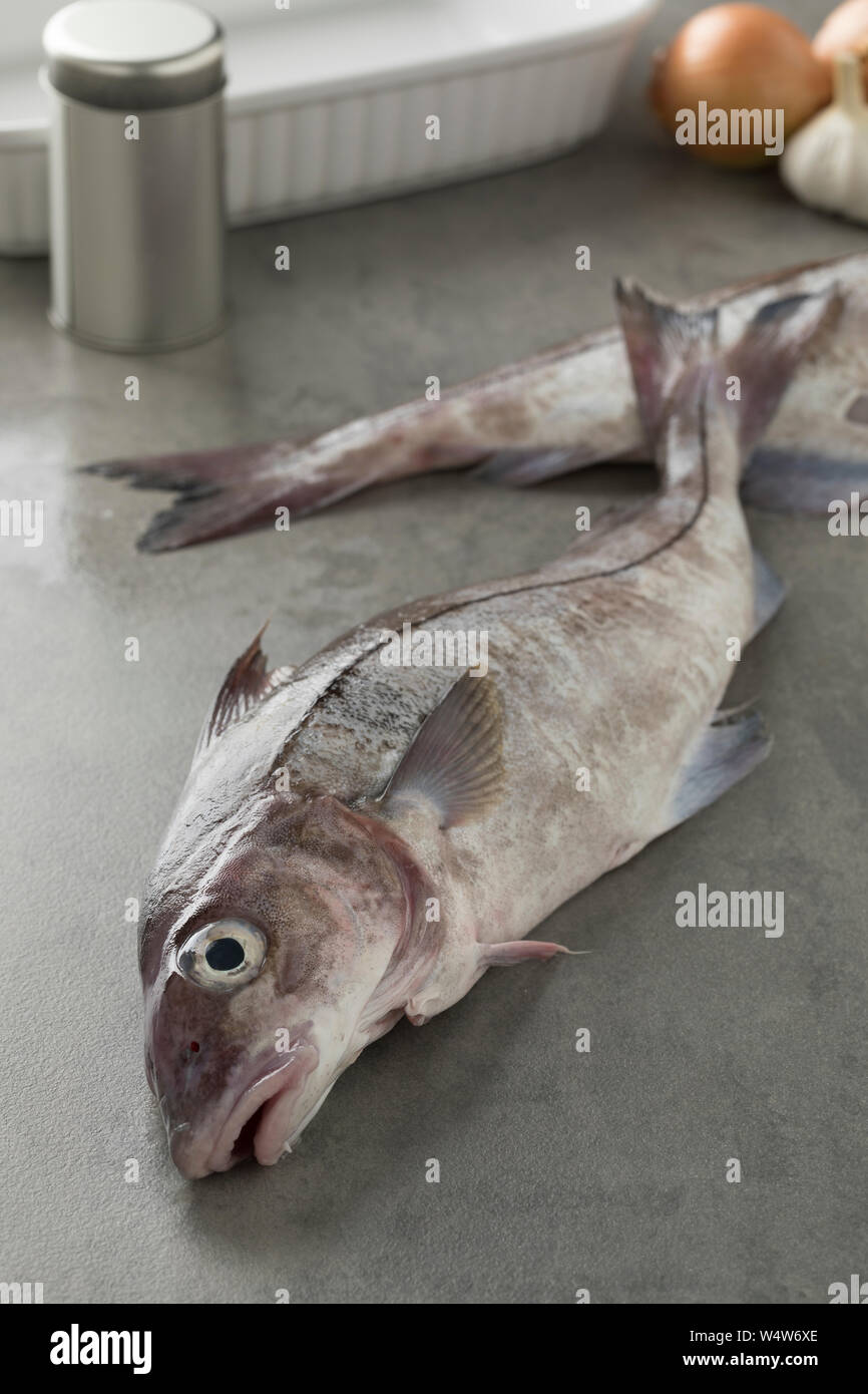 Fresh raw whole haddock fish in the kitchen for cooking Stock Photo