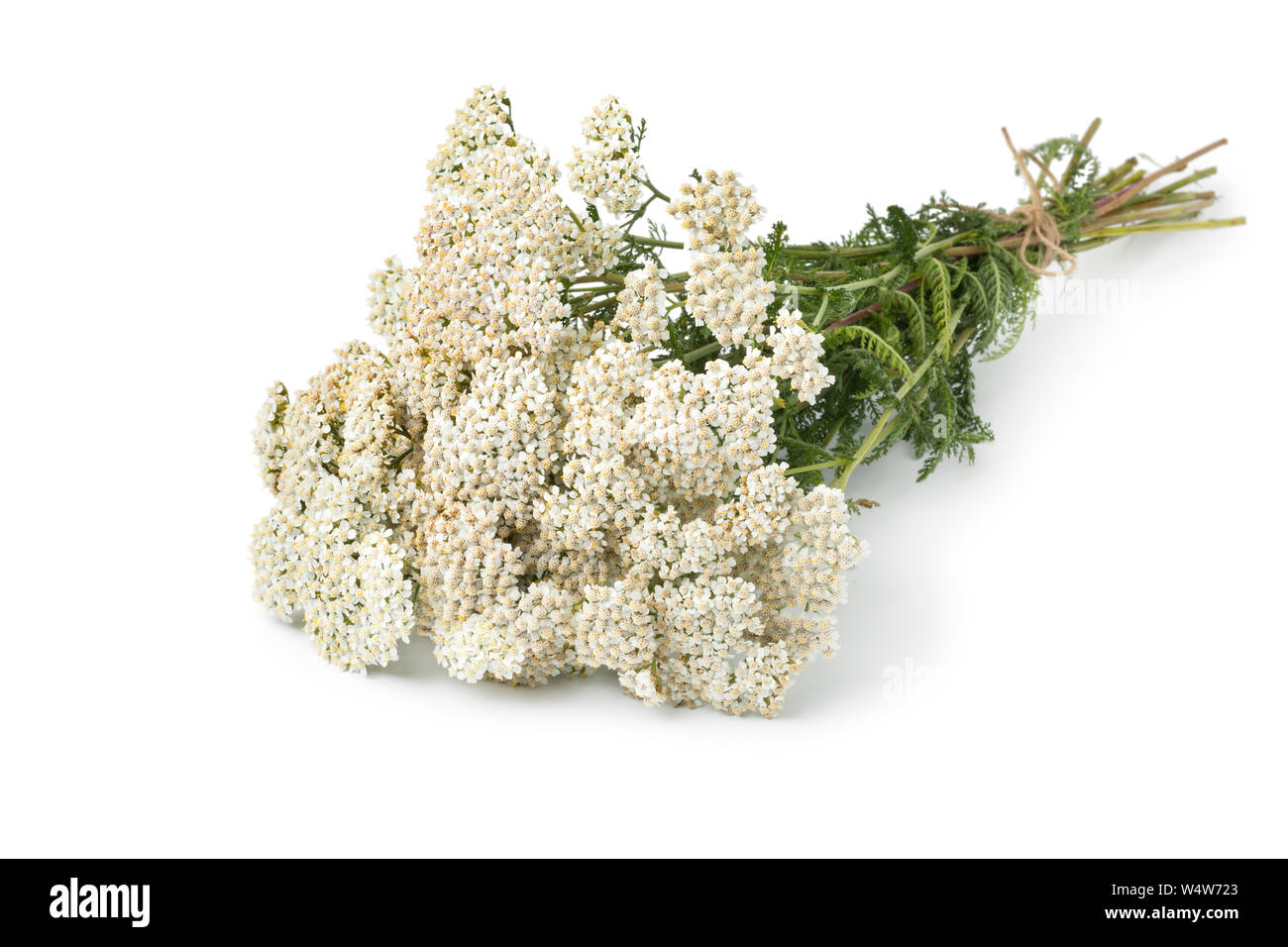 Fresh picked bouquet of white Common yarrow flowers isolated on white background Stock Photo