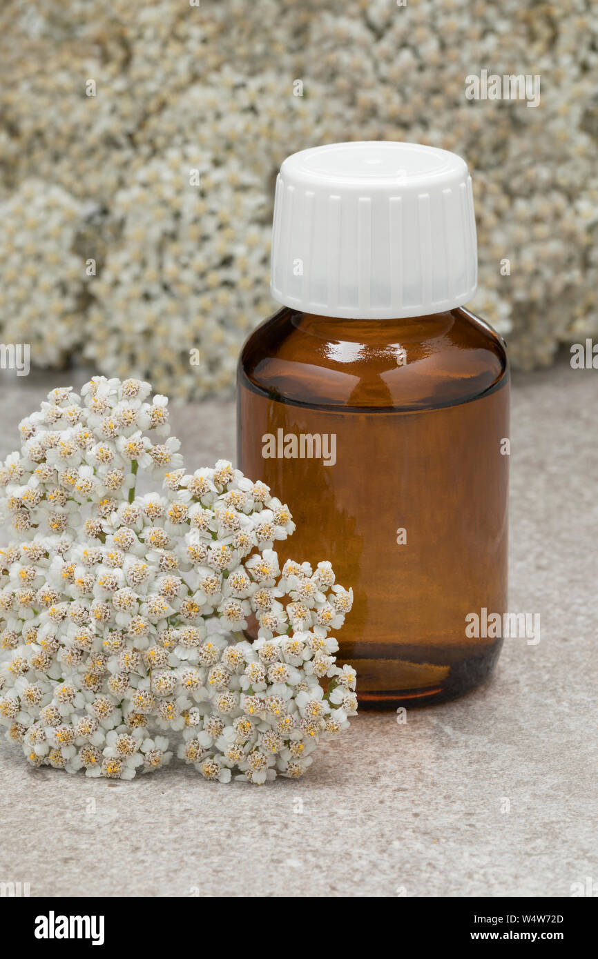 Bottle of yarrow oil surrounded by fresh white Common yarrow flowers Stock Photo